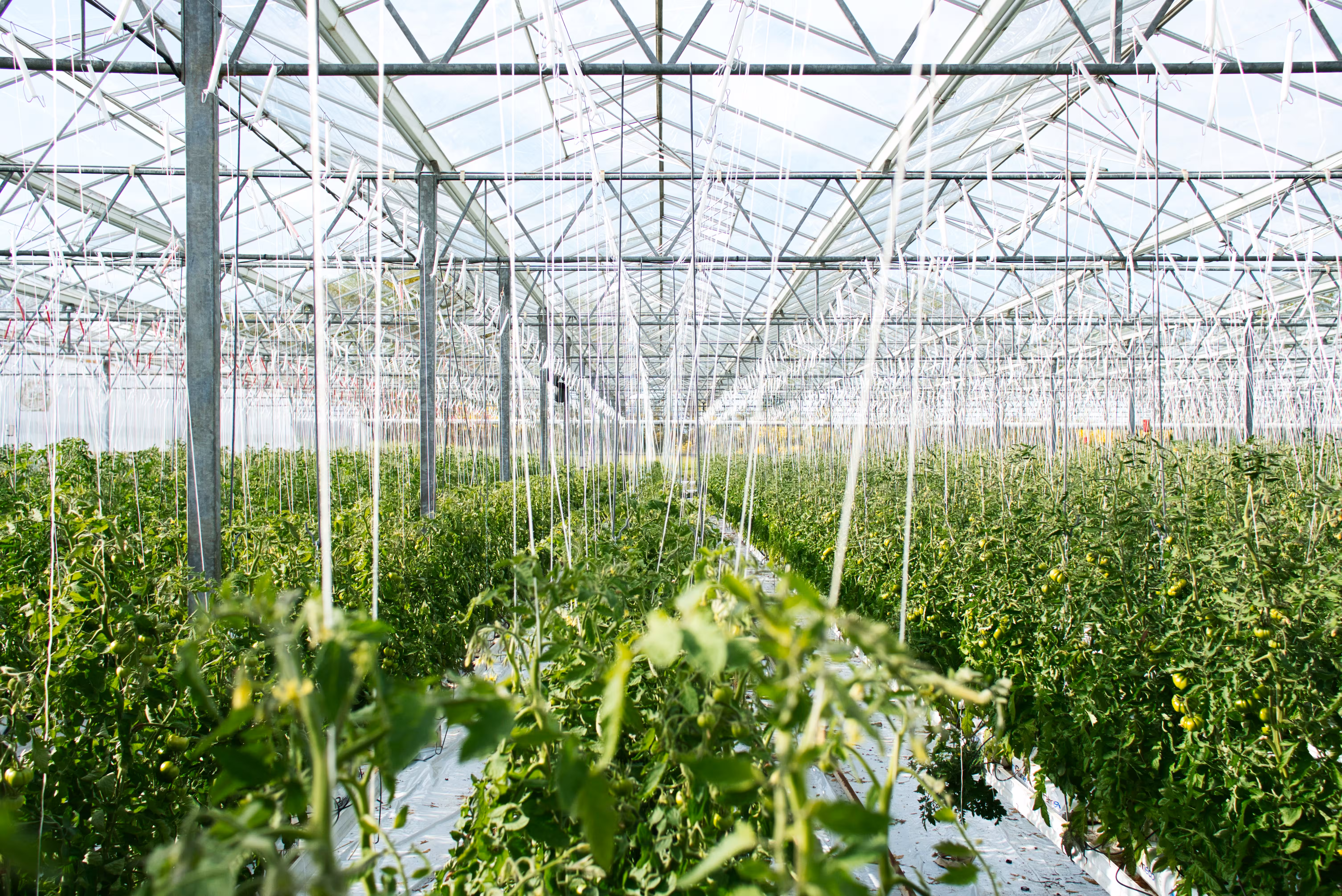 Darubini Agriculture and Livestock Management